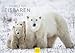 Produktbild Edition Seidel Premium Kalender Die Welt der Eisbären 2025 Format DIN A4 Wandkalender Tierkalender Nordpol Grönland Eis Bär Polarbär Raubtier