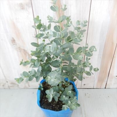 Amazon Co Jp ユーカリ苗 グーニー グニー ハーブ 10 5cmポット Diy 工具 ガーデン