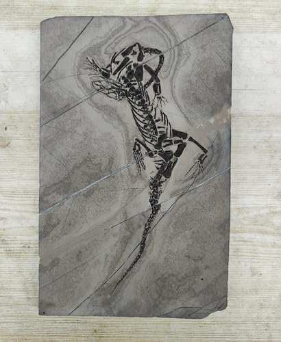 Genuine Keichousaurus Dinosaur Fossil Skeleton Specimen - Triassic Marine Reptile, 240 Million Years Old, Exceptional Preservation from Guizhou China, Perfect for Collectors & Educational Display