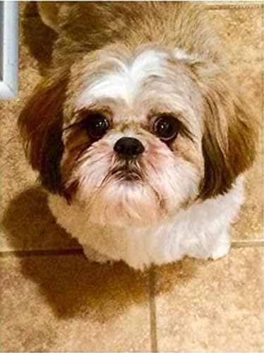 1000 pieces 大人用ジグソーパズル 木製ジグソーパズル シーズー かわいい子犬パズル DIY ホームデコレーション ウォールアート 楽しいゲーム 家族 お父さん お母さん 奥さん 友達へのギフト