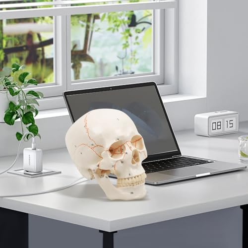 Image of Human Skull Anatomy Model, Life Size Detachable 3 Part with 54 Laser Etched Numbered Parts, Skull Model for Medical Students