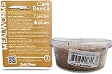 Josh's Frogs Mealworms (500 Count)