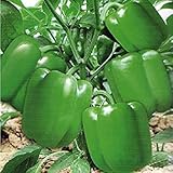 Fácil de usar Potseed Gigante de 30 Semillas de Pimiento Gigante Marconi Cian Pimienta Dulce, jardín de DIY K63 de Plantas hortícolas