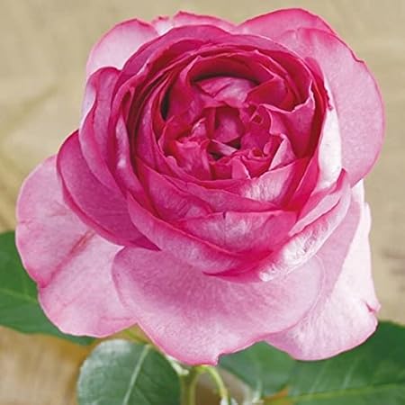 Amazon 国華園 バラ苗 四季咲き大輪 イブピアッチェ 1株 21年秋商品 花 Amazon 国華園 バラ苗 四季咲き大輪 イブピアッチェ 1株 21年秋商品 花