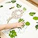 SUPERFINDINGS 2PCS Leaf Wooden Plywood Leaves ID Search Board Educational Learning Gift Learning Leaves Custom Leaves Exploration Board Insect Iecognition Tools for Fields Forest Insect Lovers Gifts