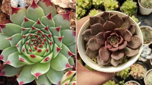 Image of Mediflorius BEST DUAL PLANT COMBO Vishnu Kamal - Laxmi /Lakshmi Kamal Succulent Plant - Sacred or Feng Shui, Goodluck | Symbol of Prosperity & Protection | 2 PLANTS IN POT