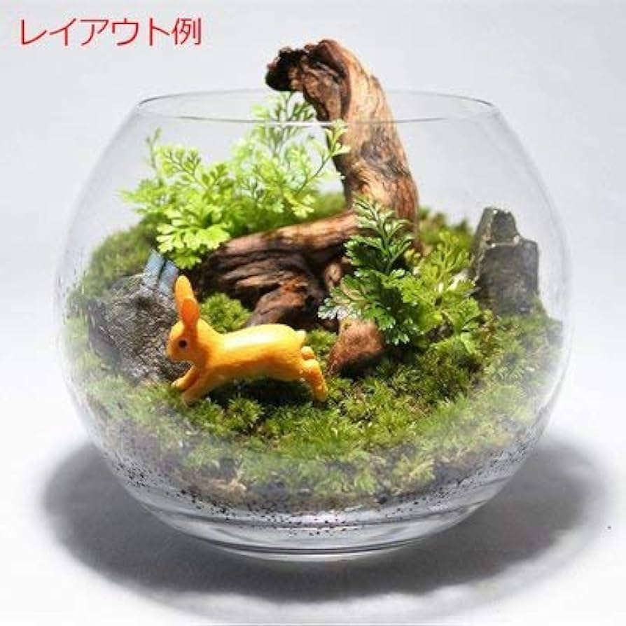 Amazon.co.jp: コケのインテリア コケリウム テラリウム 流木