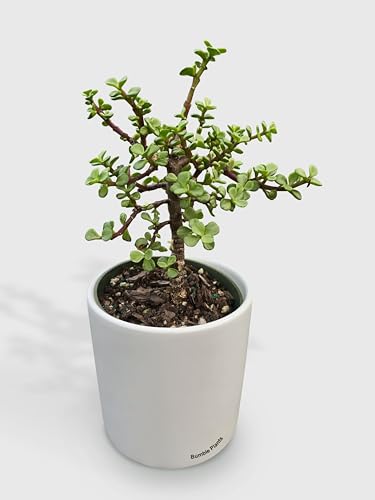 Rainbow Elephant Bush Variegata 'Portulacaria Afra'-4