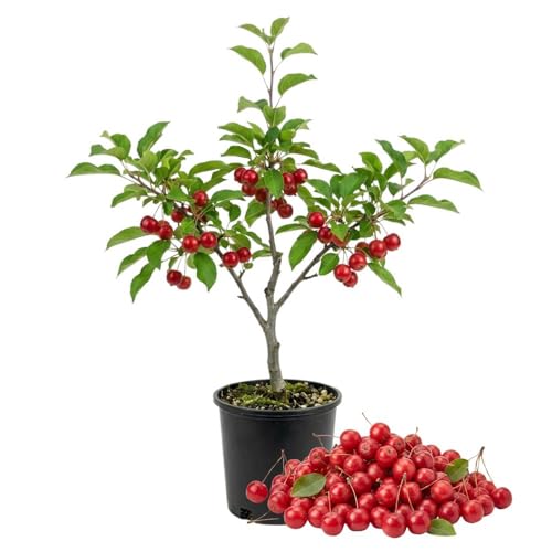 Red Crabapple Tree Live Plant, 6-10" Tall