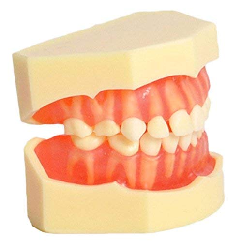 Standard Child Primary Teeth Model Teeth Removable Soft Gums