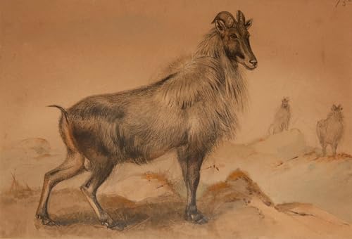 Tableau loup impression d'art sur toile 60x90cm pour déco murale