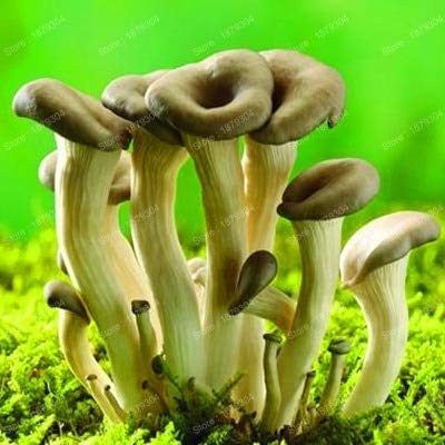 Memory Foam 1/2"x16"x36", Black (1 Sheet)