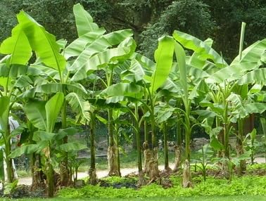 Musa basjoo Sakhalin Extra Hardy Japanese Banana 12cm Potted Plant