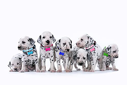 Uteuvili 12 Pcs Puppy Collars For Litter With Id Tags Puppy Id Collars Whelping Puppy Collars Safety Buckle Soft Nylon Breakaway Collars With 6 Record Keeping Charts Bone Tags(S), Multi-Colored #TOP6