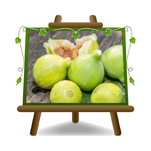 EURO PLANTS VIVAI Figuier Brogiotto blanc plante fruitière ancienne en un pot de 20 cm Hauteur maximale 170 cm - Âge 2 ans