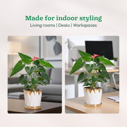 Image of UGAOO Crown Ceramic Pot - 5 Inch | Ceramic pots for Indoor Plants | Flower Pot for Garden Ceramic | Ceramic planters for Home Decor (Silver)
