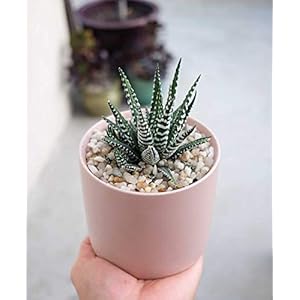Portal Cool 100Pcs Haworthia Fasciata Aloe Vera Bonsai Bonsai Mini Bonsai Lithop flower seed Pot
