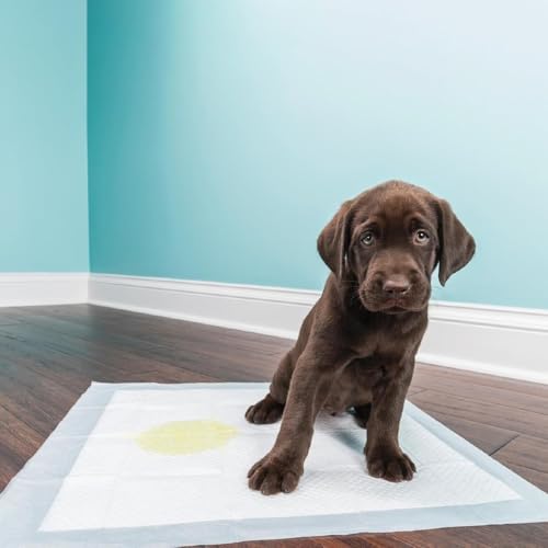 Tapete higiênico Descartaveis 50 unidades 60x60cm Para Cachorros Alta Absorção