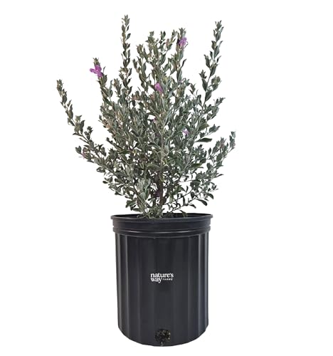 Nature's Way Farms Texas Sage Silverado Outdoor Live Plant (25-30 in. 