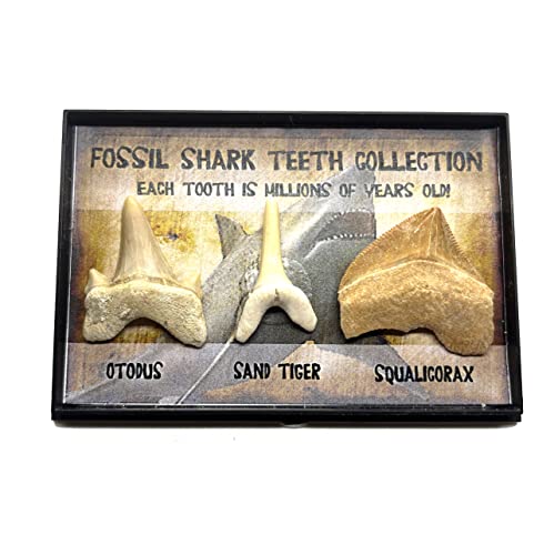 Real Prehistoric Fossil Shark Teeth Collection Otodus Obliquus Squalicorax