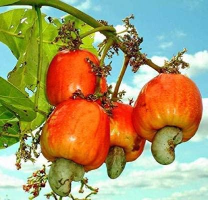 ShopCaart Cashew nut, Cashew Apple, Kaju Plant (Air Layered) Hybrid Tropical Fruit (B0CB4NG1Q3) Amazon Price History, Amazon Price Tracker