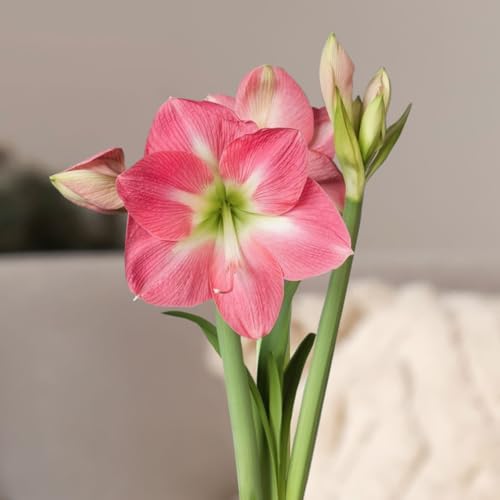 Amaryllis in Wachs XL, Dekor \'Basic White\', Blüte weiß Amaryllis in Wachs XL, Dekor \'Basic White\', Blüte weiß