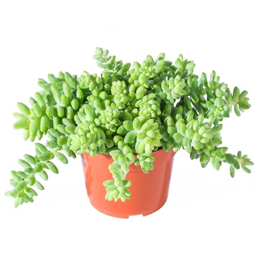 4' Donkey's Tail, Live Sedum Morganianum-Burro's Tail Succulent Fully Rooted in Pots with Soil Mix, Rare House Plant for Home Office Wedding Indoor Outdoor Decoration, DIY Projects, Party Favor