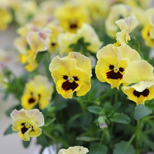 semi di viola del pensiero, decorativi, viola del pensiero, balcone Decorazione da giardino 500pcs