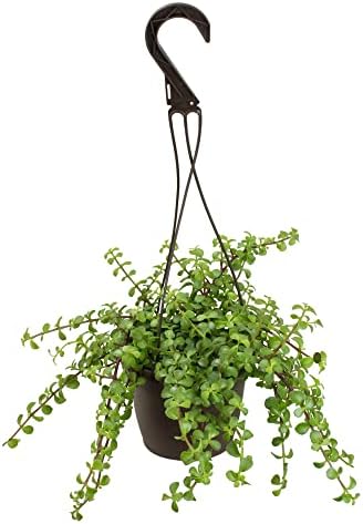 Amazon.com : Zigzag Fishbone Cactus Plants Hanging Basket, Epiphyllum ...