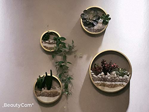Vevlu 3 Pack Set Wall Planters,Modern Round Glass Wall Planter Succulent Planter Circle Iron Hanging Planter Vase For Herb,Small Cactus Perfect For Balcony, Room And Patio Decor (Gold) #TOP4