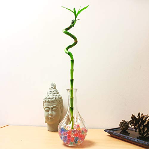 1 planta de cinta de bambú de la suerte en espiral cultivada en jarrón de cristal transparente con bolas de agua coloridas para tu casa, Feng Shui