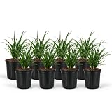 Liriope Muscari Super Blue Grass - Live Plant, Monkey Grass Lilyturf for Outdoor Landscaping - Evergreen, Drought Tolerant, Low Maintenance Ground Cover