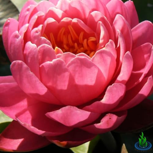 Live Water Lily Tuber Nymphaea Perry's Fire Opal Pink Red Hardy Aquatic Plants for Aquarium Freshwater Fish Pond Flower Garden - Thumbnail 7