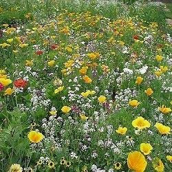 Throw 2 Grow Little Carpet Flower Meadow Seed Mix. 28 Annual Varieties[5g - 1sqm]