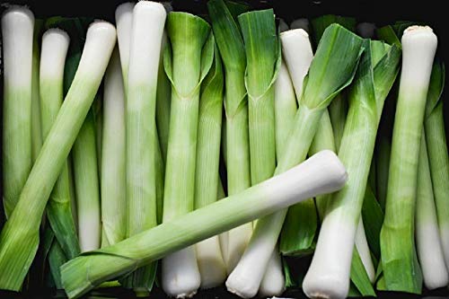 American Flag Leek Seeds 100 Count, COOL BEANS N SPROUTS Brand. Home Gardening.