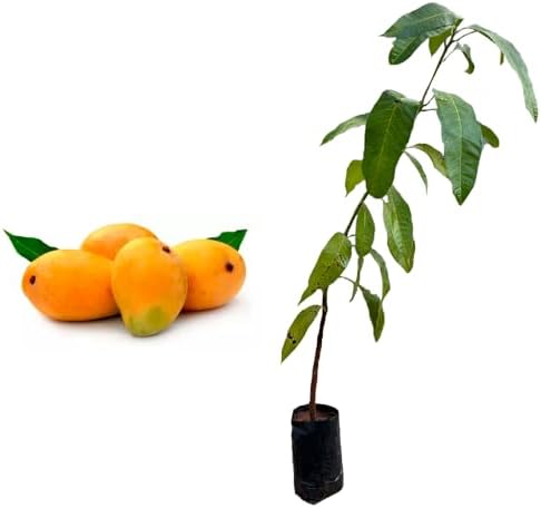 Muda de Manga Coquinho (Mangifera indica) de 20 a 40cm – frutífer...