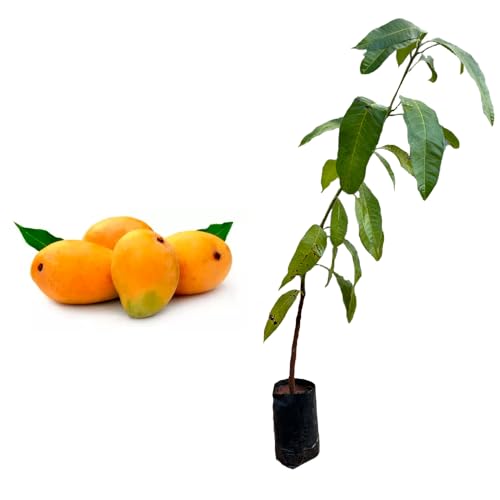 Genérico, Muda de Manga Coquinho 20 a 40cm AMK - Plantas Online