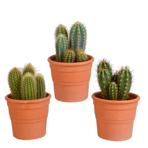 Cactus | Mezcla de cactus en columna en maceta de terracota | 3 piezas | varias variedades | Ø 13 cm | ↕ 18-23 cm | en maceta a juego | Plantas de interior de fácil cuidado
