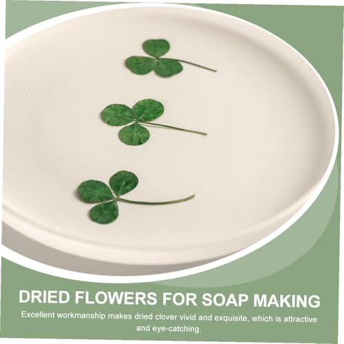 Hojas de trébol prensadas para manualidades 24pcs miniatura 4