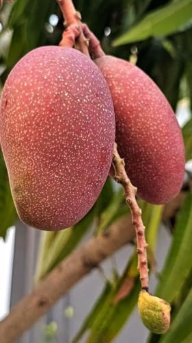 Image of Original Japanese Miyazaki Mango plant Grafted (2.5 to 3 Feet) Hybrid' Pack Of 1 Verified Quality Healthy Live grafted Plant Taiyo No Tamago Eggs Of Sun