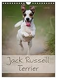 jack russell terrier price REGALO PERFETTO - calendari per amici e familiari, per bambini e adulti, giovani e anziani, per Natale, compleanni o altro.