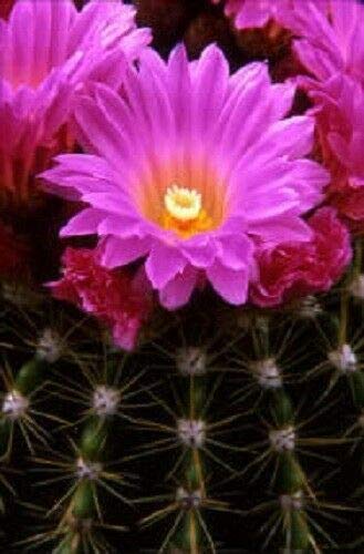 40+ Opuntia Stricta Cactus Mix Seeds Finest Mixed Succulent Flower #TOP3