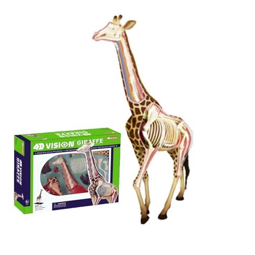 Modèle anatomique girafe 4D éducatif à 27 pièces amovibles pour école et vétérinaire