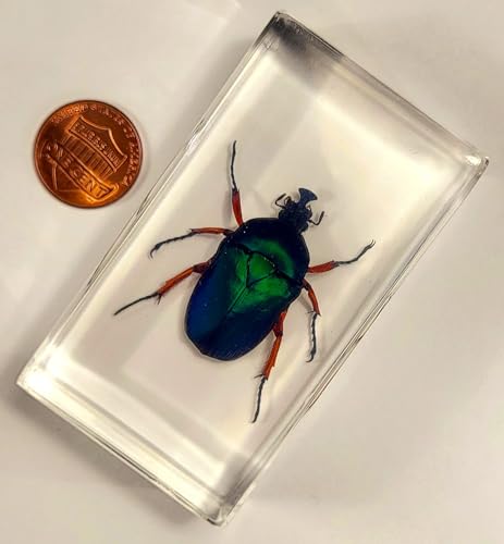 Image of 2.9 inch Real Unicorn Blue Green Chafer Beetle w /Golden Legs in Crystal Clear Lucite Resin Specimen Preserved Insect Bug Taxidermy Collection for Biology Science Education Desk Display Supplies