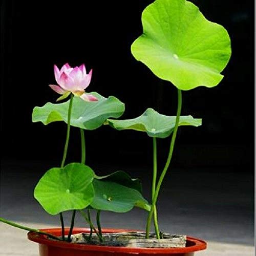 Portal Cool Acquista 3 ricevi 2 gratis Ninfee loto Seeds 10 pezzi bonsai da interno Blooming Aquatic