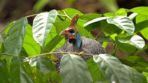 Family Cat Dvd - Cat Tv - Entertain Your Cats With Stimulating Images Of Cute Little Animals And Birds In Natural Sounds Or Music #TOP5