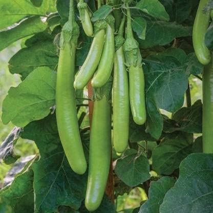 Green World HYBRID GREEN LONG BRINJAL/HARE BAINGAN FOR KITCHEN GARDEN (20 SEEDS) (B09KC9PJ4B) Amazon Price History, Amazon Price Tracker