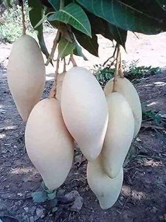 Image of Testy & Sweet Grafted Fruit Plant Healthy Live White Mango tree || For Home Garden Outdoor & Indoor Plant.