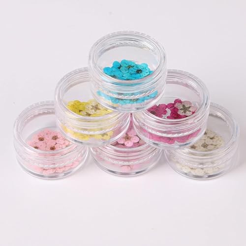 100 piezas flores secas Narciso prensadas con caja para arte DIY miniatura 6