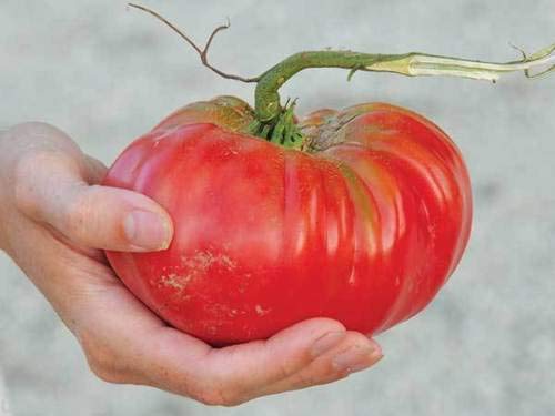 Arlo Vegetable seeds 25 of Brandywine Pink tomato - heirloom vegetable Large fruit USA Variety (B07G547RRW) Amazon Price History, Amazon Price Tracker